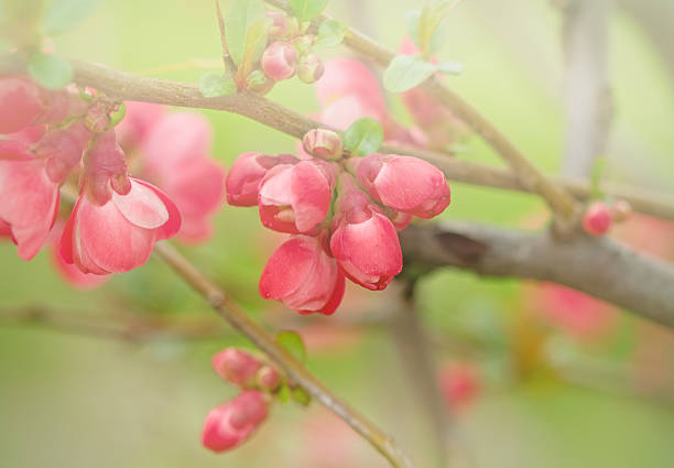 istock Flowering bud and flower 177780481