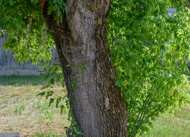 An old thick tree growing in front of a country cottage