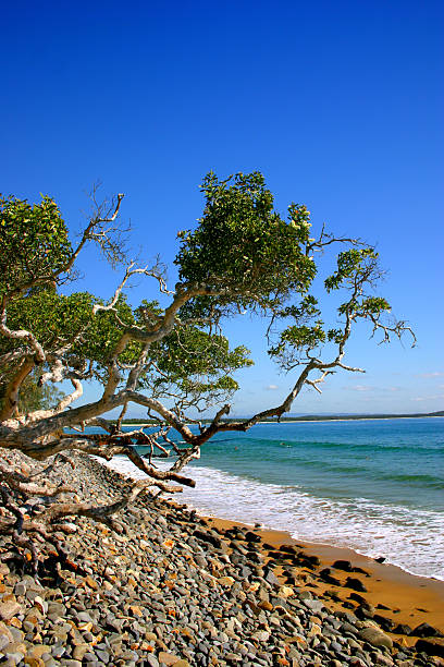 sunshine coast, austrália - sea cirrocumulus landscape one person - fotografias e filmes do acervo