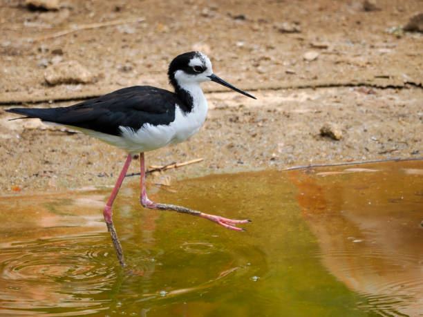 istock Black-winged walking in water 1777810275