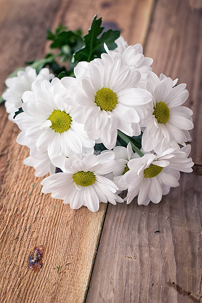 istock Beautiful flowers of chamomile 177781166