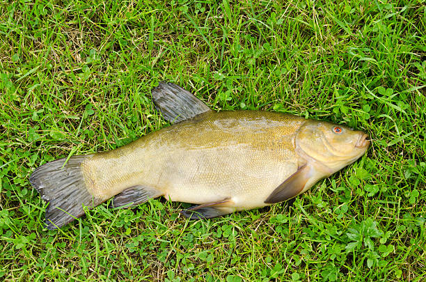 Lake fish tench with orange eye on green grass Lake fish tench with orange eye on green grass. Active leisure fishing catch. golden tench stock pictures, royalty-free photos & images
