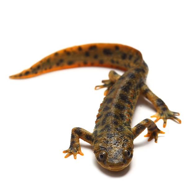 istock Spanish ribbed newt (Pleurodeles waltl) on white 177781716