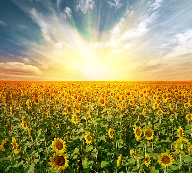 istock landscape sunflower field 177781725