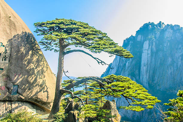 istock Huangshan Mountains And Trees 177781851