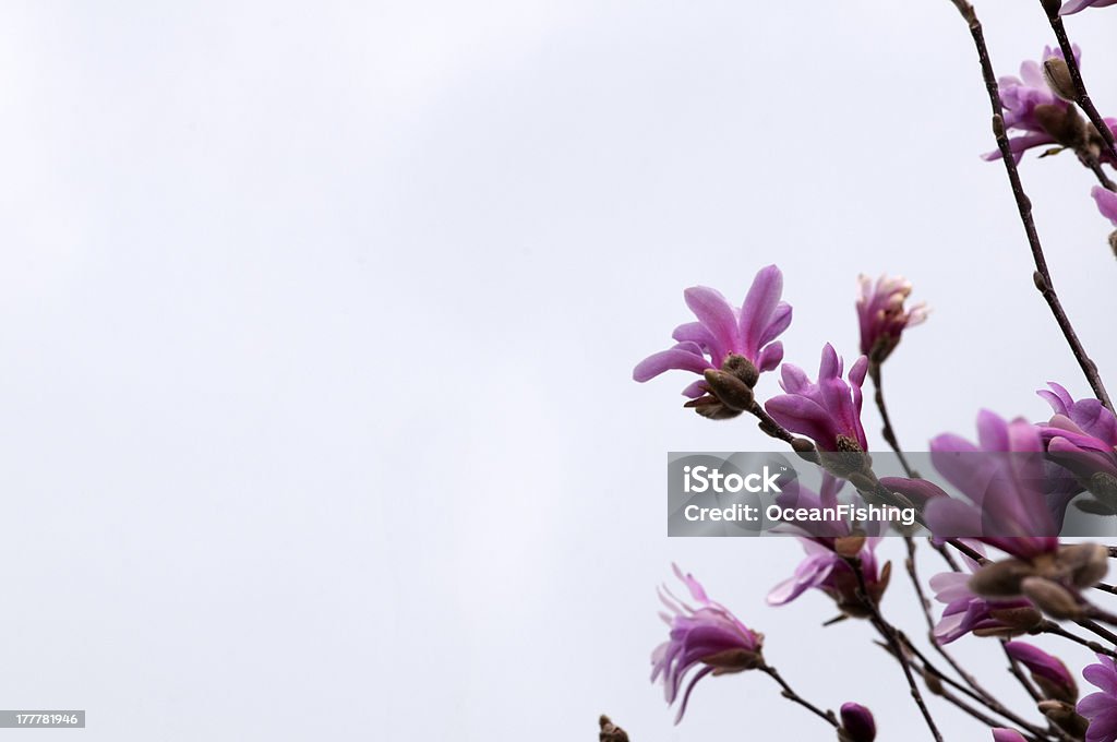 magnolia - Foto de stock de Blanco - Color libre de derechos