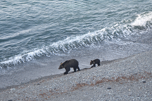 A mother and her baby brown bear walking along the coast of Shiretoko Peninsula, Hokkaido.