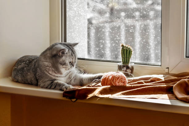 istock Scottish cat lies on the windowsill 1777825150