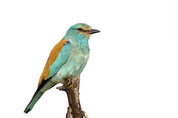istock European roller against a white background 177782594