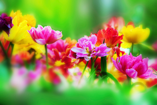 Colorful fresh flowers in a sunny green spring garden