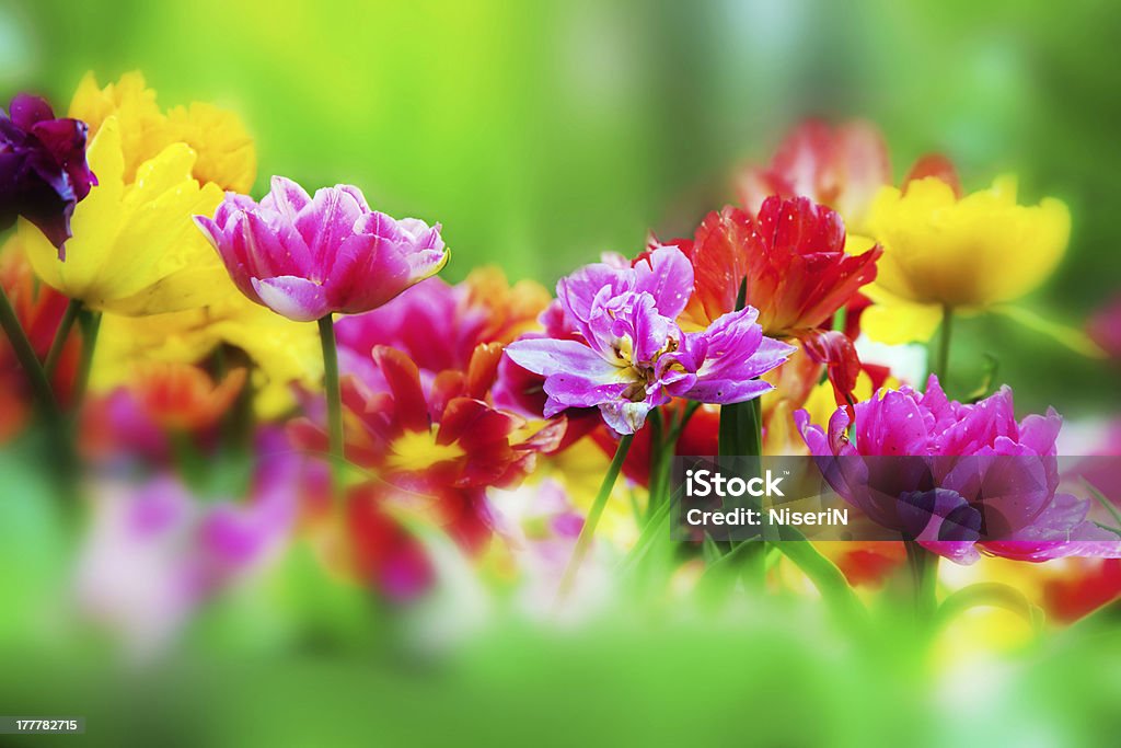 Colorful flowers in spring garden Colorful fresh flowers in a sunny green spring garden April Stock Photo