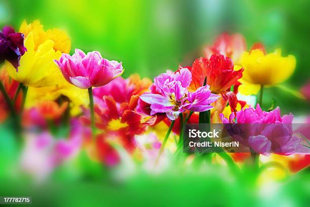 Colorful Flowers In Spring Garden Stock Photo - Download Image Now - April, Backgrounds, Beauty