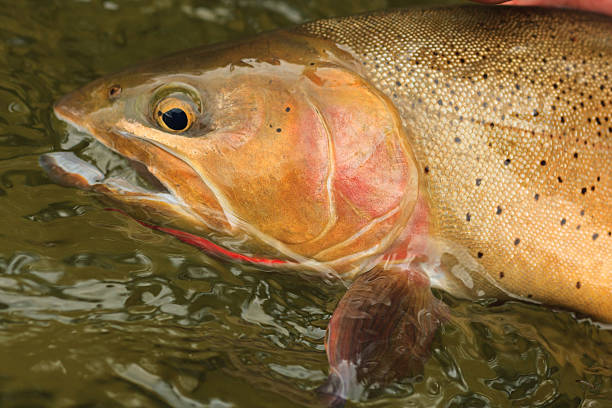 snake river truta-salmonada - cutthroat trout - fotografias e filmes do acervo