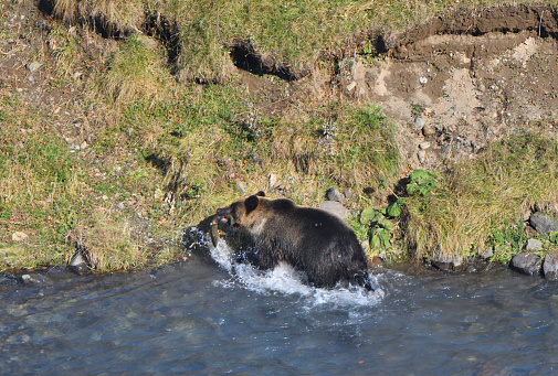 The eurasian brown bear in the Carpathians of Romania