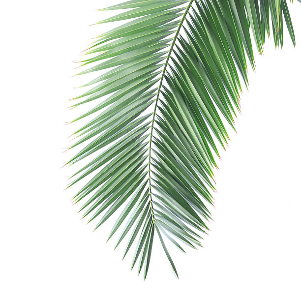 istock Single frond of palm leaves isolated on white background 177782904