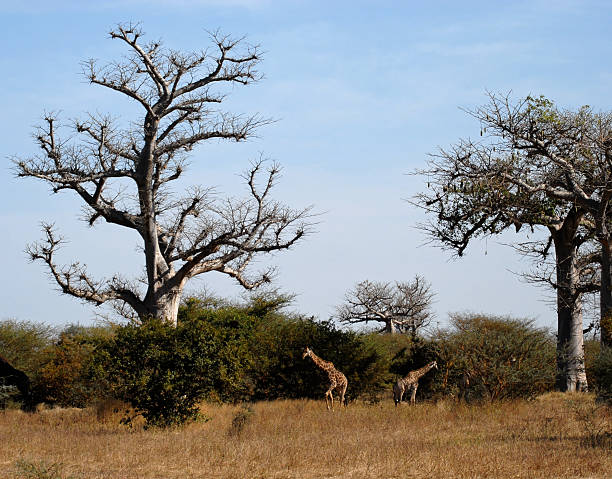 giraffes w afrykańskiej sawanny - south african giraffe zdjęcia i obrazy z banku zdjęć