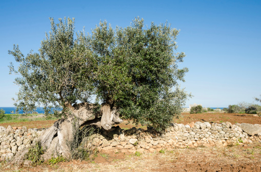 Ancient olive tree near coastline Adriatic sea