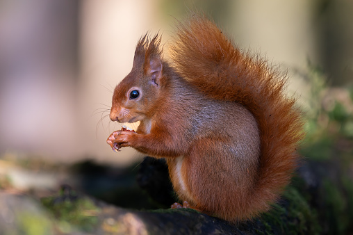 Cute red squirrel sitting eating a hazelnut in woodland in rural Scotland on an autumn morning