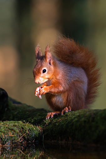 One cute red squirrel sitting eating a hazelnut in woodland in rural Scotland on an autumn morning