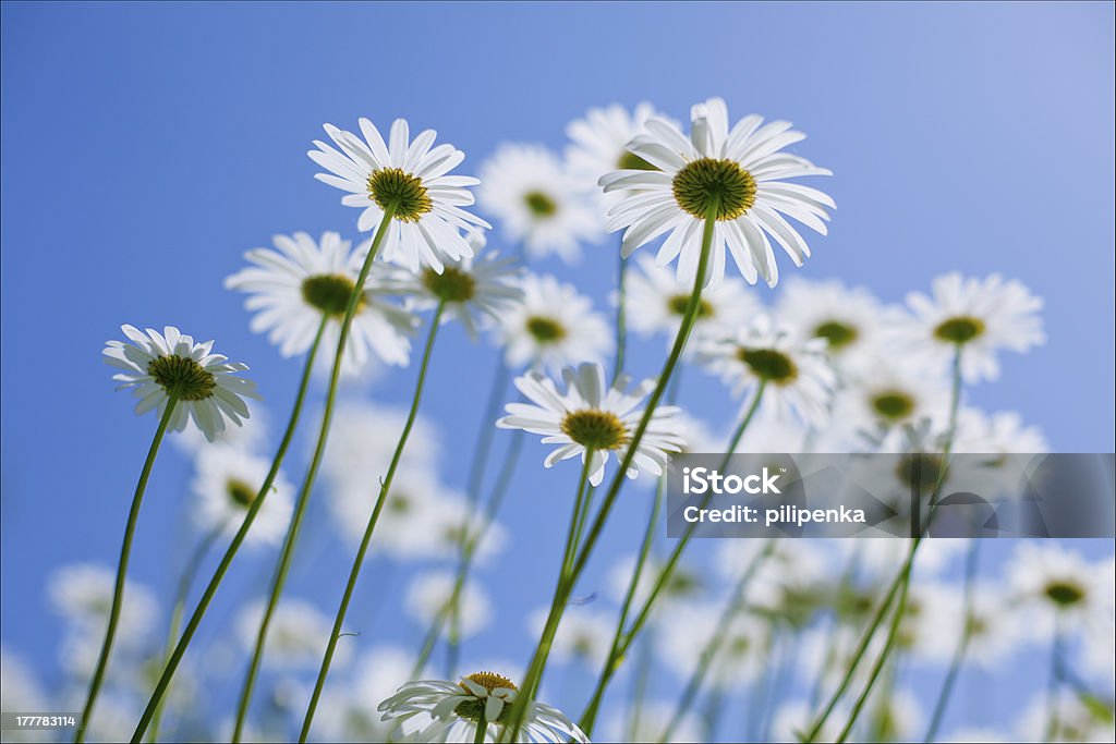chamomiles blancas en el cielo azul - Foto de stock de Abstracto libre de derechos