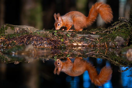 Red squirrel looking for food next to a pool of water in rural Scotland