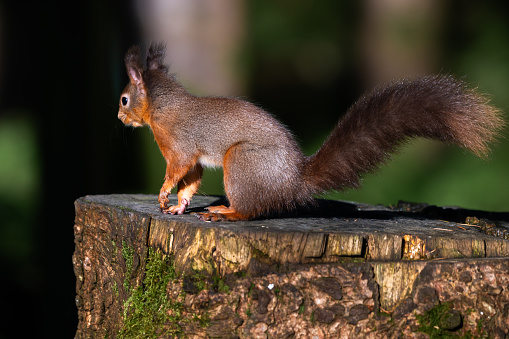 Cute red squirrel standing on a tree stump in woodland in rural Scotland on an autumn day
