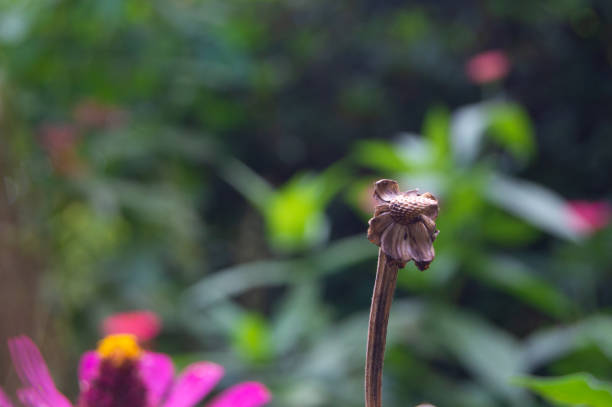 The almost dry pink zinnia flower in the garden.