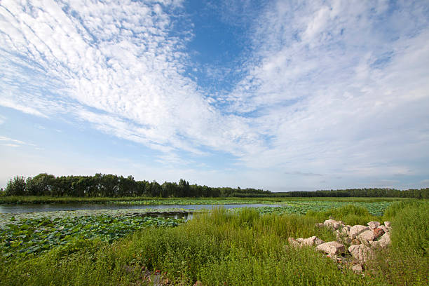istock grass, blue sky and white clouds in the wilderness, China 177783659