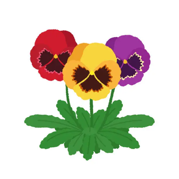 Vector illustration of Pansy