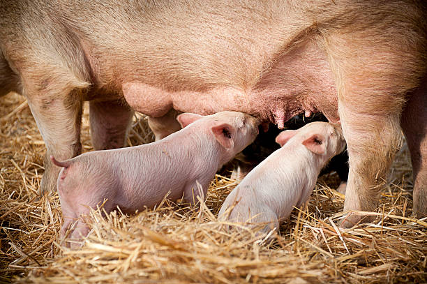 suckling pigs stock photo