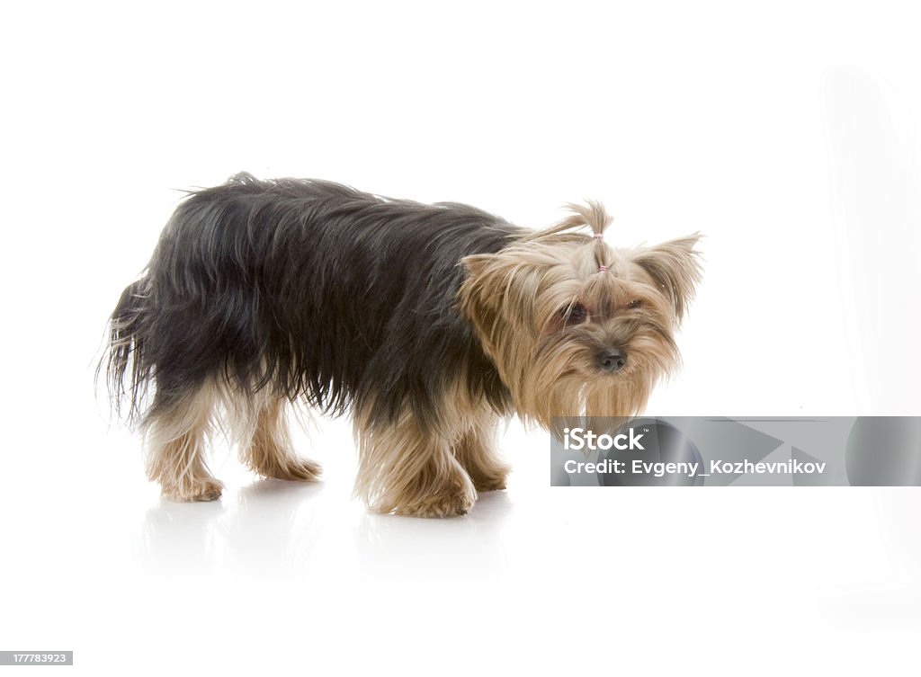 Terrier de Yorkshire en estudio - Foto de stock de Animal libre de derechos