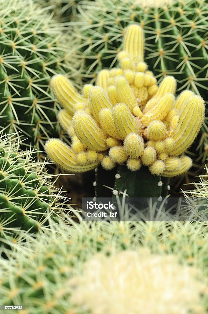 cactus flores - Foto de stock de Afilado libre de derechos