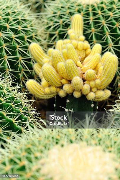 Fiori Di Cactus - Fotografie stock e altre immagini di Affilato - Affilato, Aiuola, Ambientazione esterna