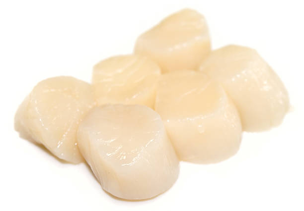 istock Heap of raw scallops isolated on white 177784266