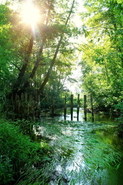 Sunny day by the river. Beautiful landscape.