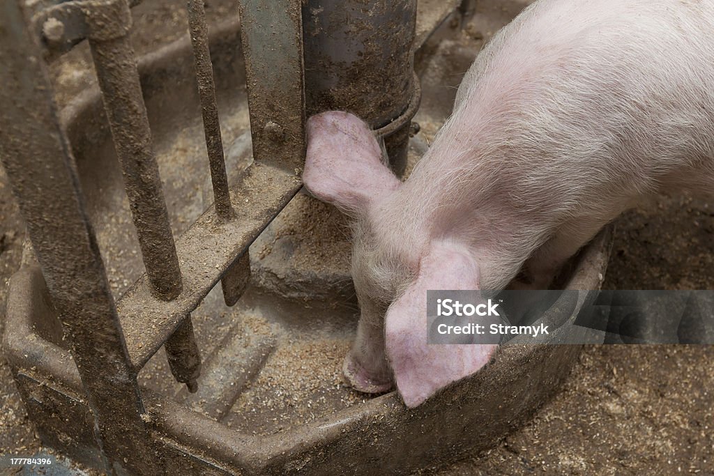 Schwein farm - Lizenzfrei Agrarbetrieb Stock-Foto