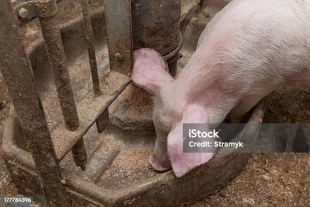 Schwein Farm Stockfoto und mehr Bilder von Agrarbetrieb - Agrarbetrieb, Auf den Hinterbeinen, Bauernhaus