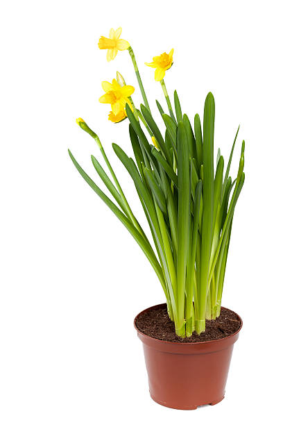 istock Narcissus. Yellow daffodils flowers in a pot isolated on white 177784400