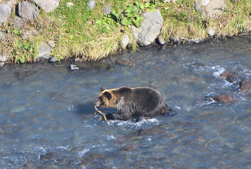 brown bear catching salmon in a river on the Shiretoko Peninsula, Hokkaido.
