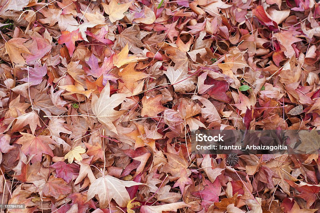 接地カバーと秋の葉 liquidambar sweetgum - オレンジ色のロイヤリティフリーストックフォト