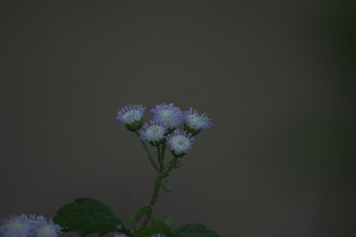 Unedited photo of flowers in the garden
