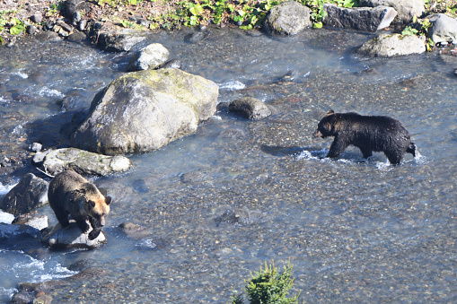 Brown bears approaching each other in a river on the Shiretoko Peninsula, Hokkaido.