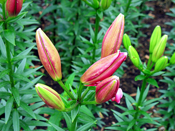 Lily botões - fotografia de stock