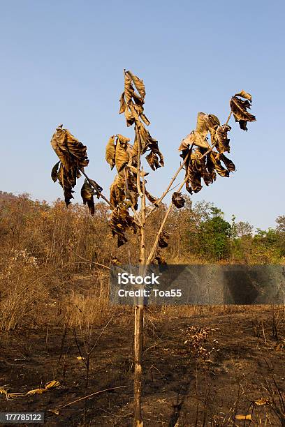 Baum Beschädigt Von Bushfire Stockfoto und mehr Bilder von Asche - Asche, Ausgedörrt, Baum