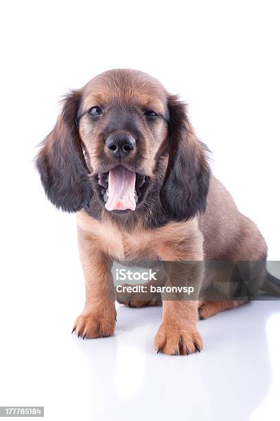 Photo libre de droit de Chiot Teckel banque d'images et plus d'images libres de droit de Animaux de compagnie - Animaux de compagnie, Animaux domestiques, Bâiller