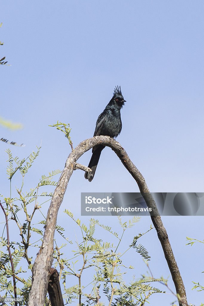 Phainopepla na filial em arco - Foto de stock de Algarobeira royalty-free