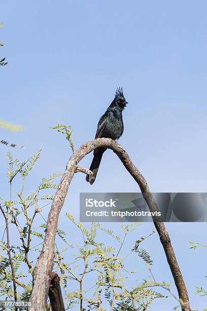 Foto de Phainopepla Na Filial Em Arco e mais fotos de stock de Algarobeira - Algarobeira, Arizona, Azul