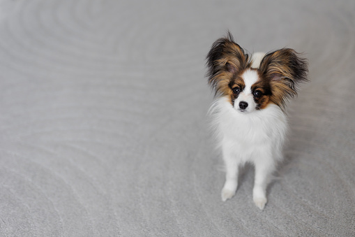 cute papillon dog puppy sitting on carpet with copy space