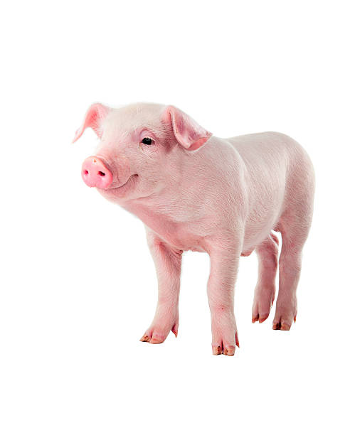 istock Cheerful smiling pig. Isolated on white background. 177785654