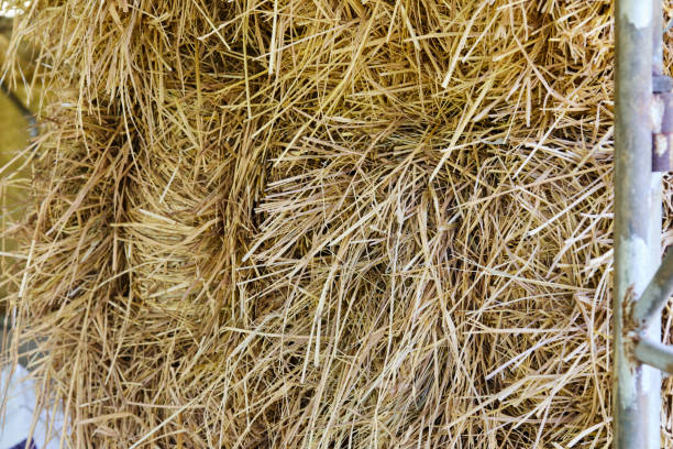 istock Close-up of hay bale on field 1777856955